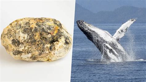 whale vomit ambergris price|Explained: What is Ambergris and why is this ‘whale vomit’ so .